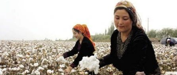 特朗普政府要禁新疆棉的出口？纺织业该怎么办？