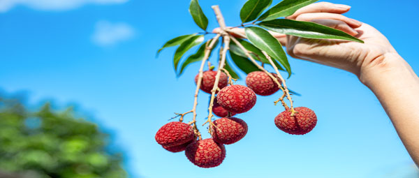 极速保鲜＋ERP数字化，深圳“荔枝出海”驶入外贸订单管理快车道